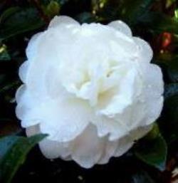October Magic® Bride™ Camellia, Camellia sasanqua 'Green 99-006'
